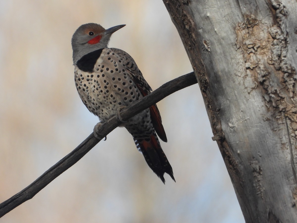 Northern Flicker (Red-shafted) - ML646079890