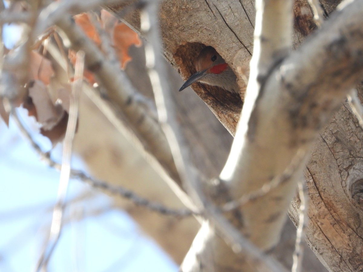 Northern Flicker (Red-shafted) - ML646079891