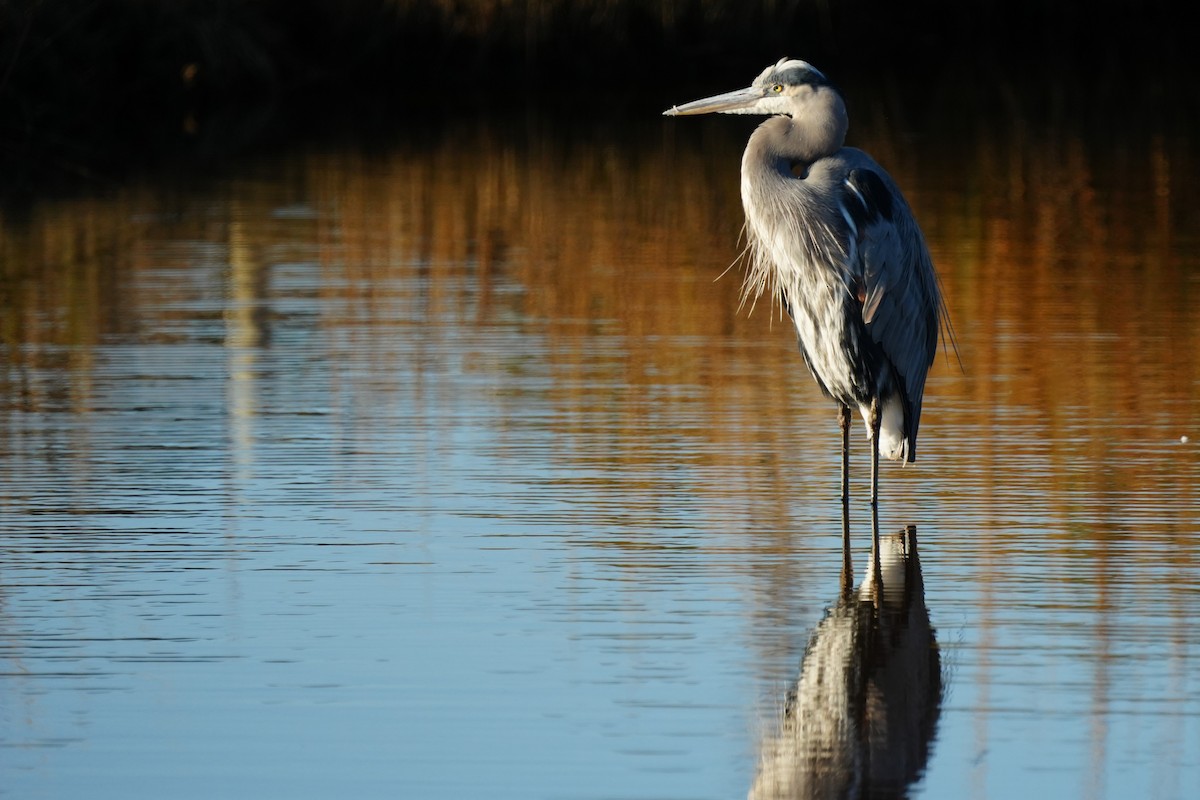 Great Blue Heron - ML646079893