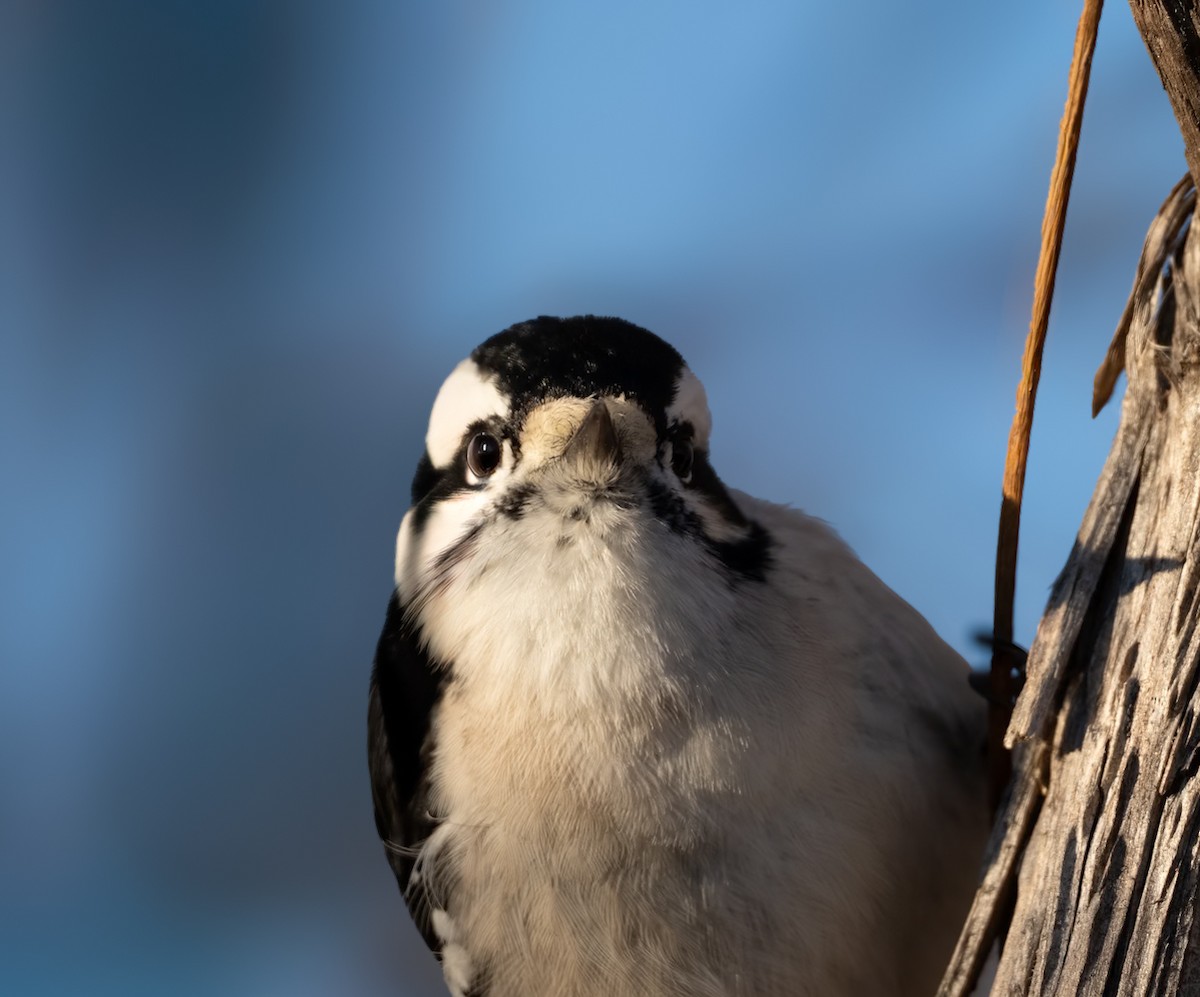 Downy Woodpecker - ML646079900