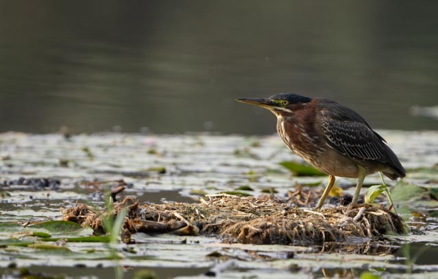 Green Heron - ML646079901