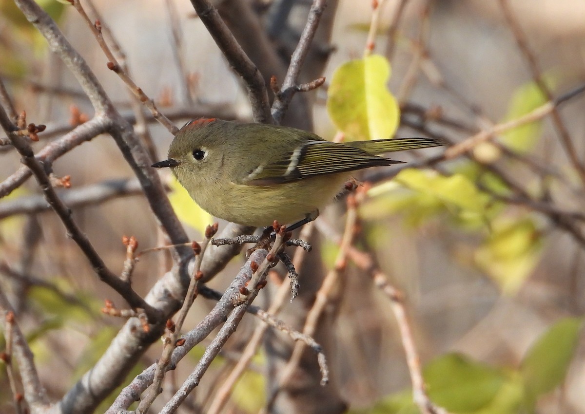 Ruby-crowned Kinglet - ML646079904