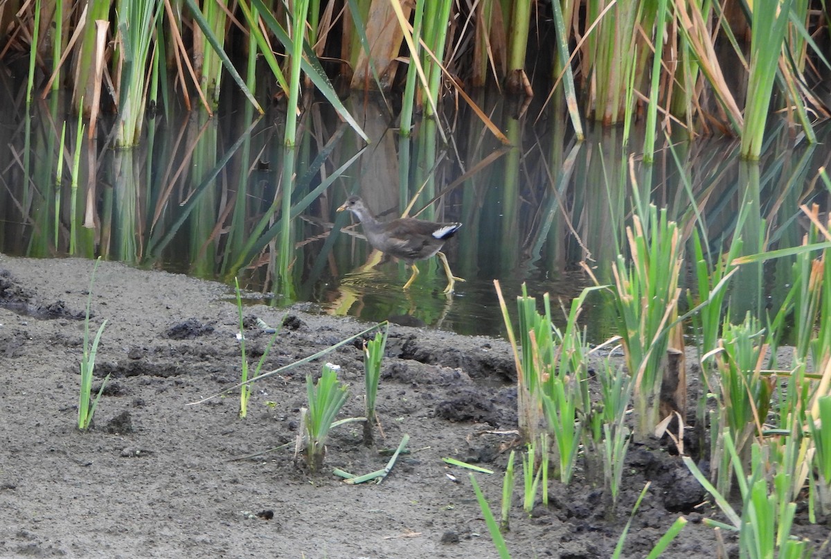 Gallinule d'Amérique - ML646079911
