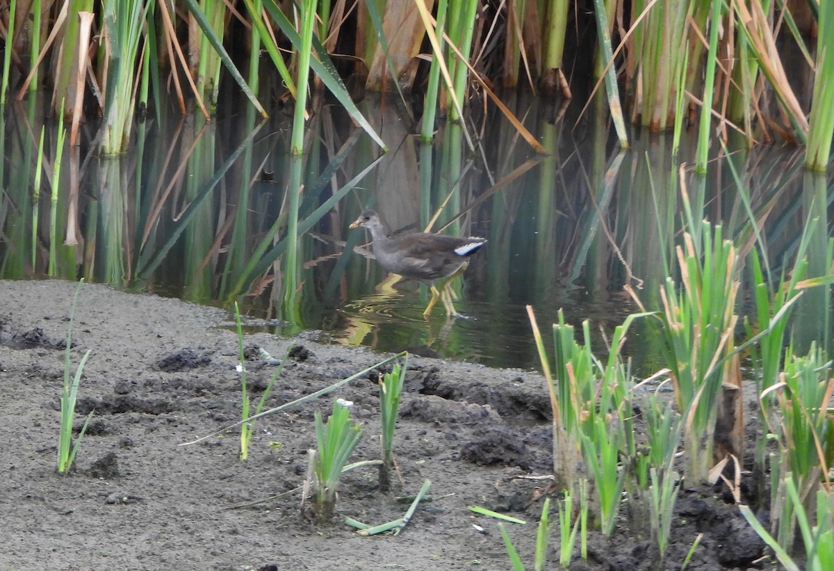 Gallinule d'Amérique - ML646079912