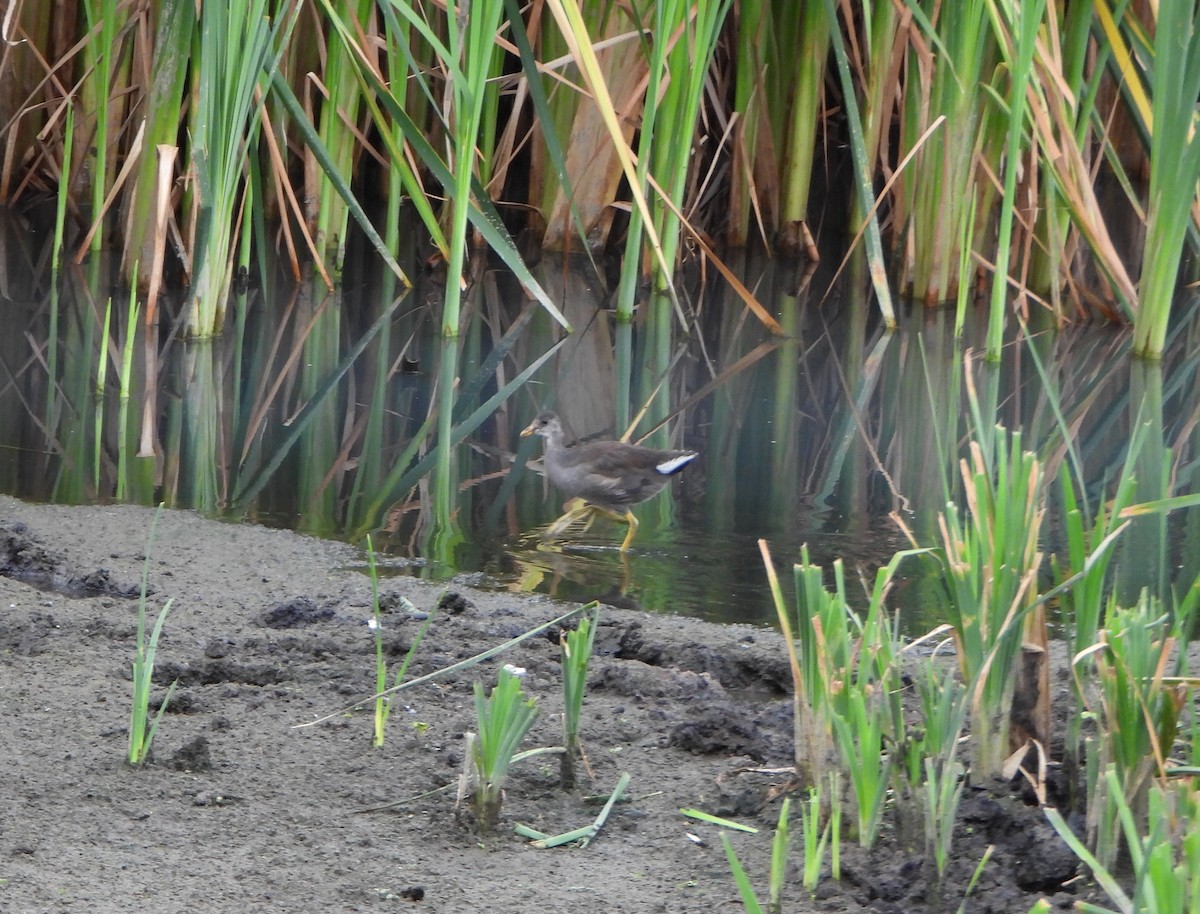 Gallinule d'Amérique - ML646079913