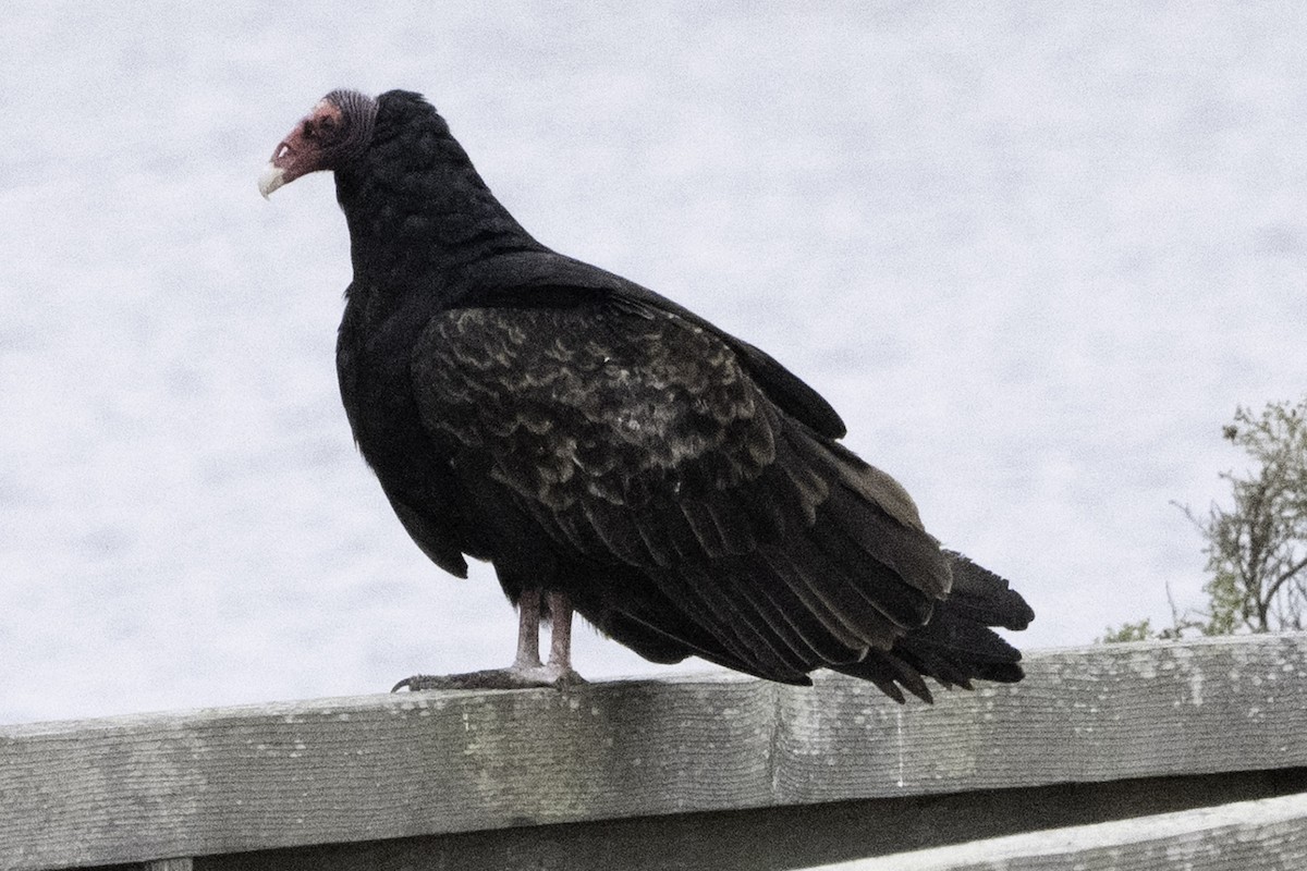 Turkey Vulture (Northern) - ML646079917