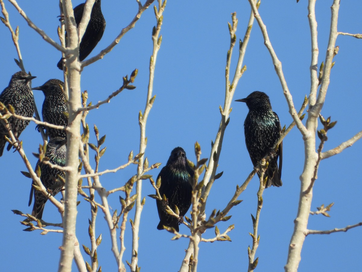 European Starling - ML646079918