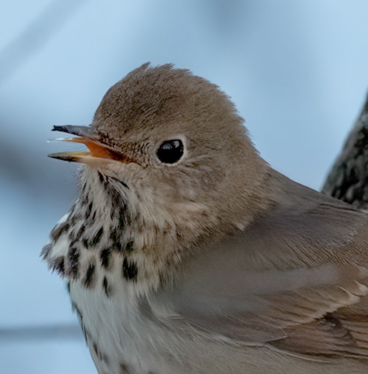 Hermit Thrush - ML646079922