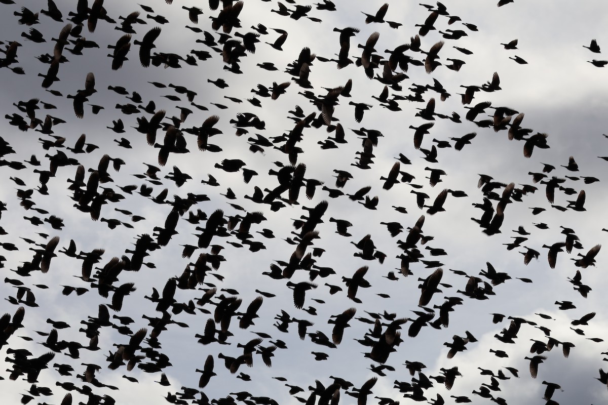 Al Kanatlı Karatavuk - ML646079923