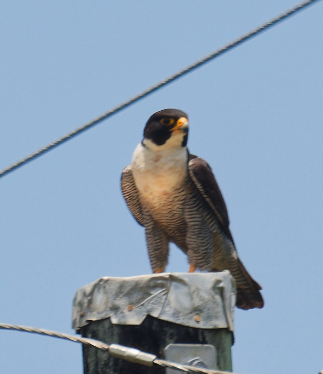 遊隼 - ML646079924