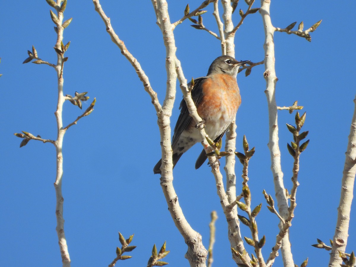 American Robin - ML646079934