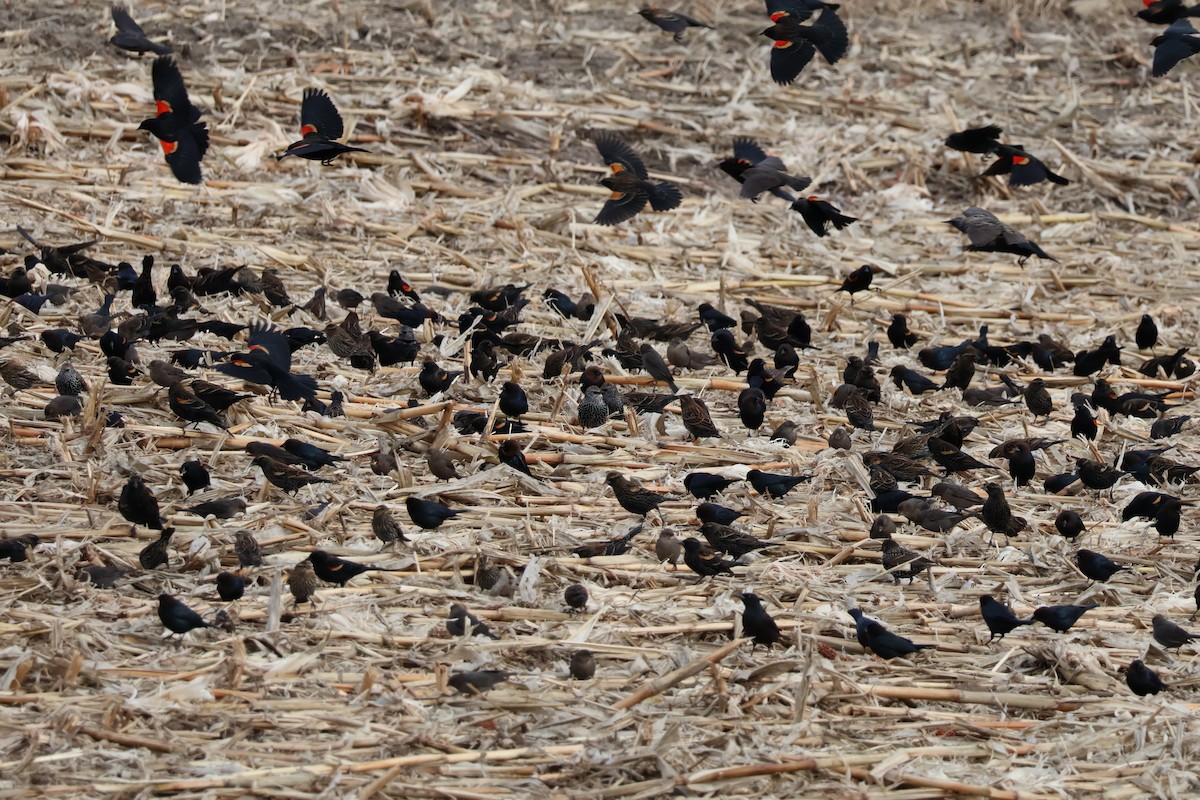 Al Kanatlı Karatavuk - ML646079939