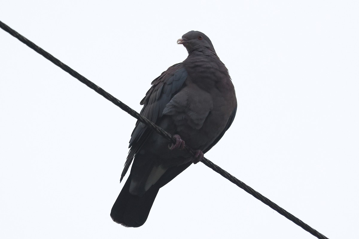 Red-billed Pigeon - ML646079941