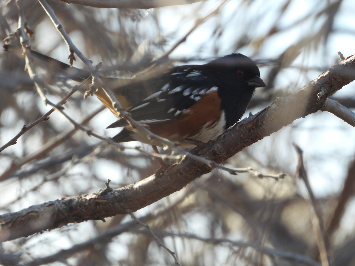Spotted Towhee - ML646079946