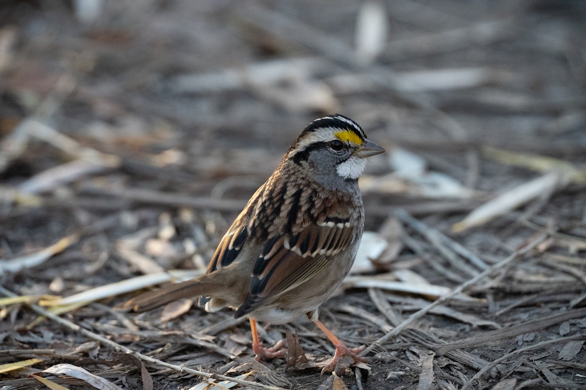 White-throated Sparrow - ML646079969