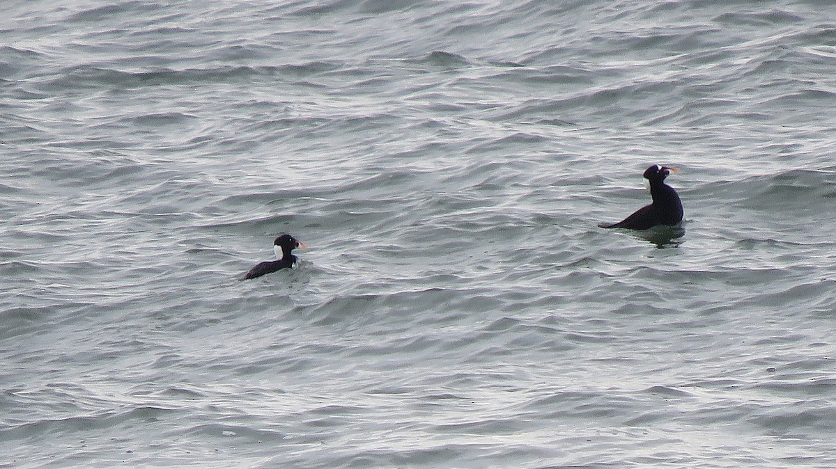 turpan pestrozobý - ML646079974