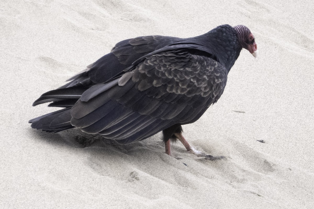 Turkey Vulture (Northern) - ML646079975