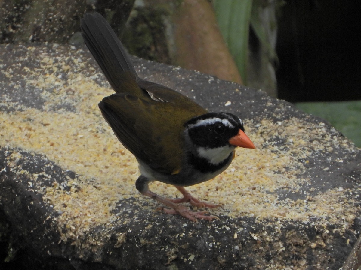 Orange-billed Sparrow - ML646079976