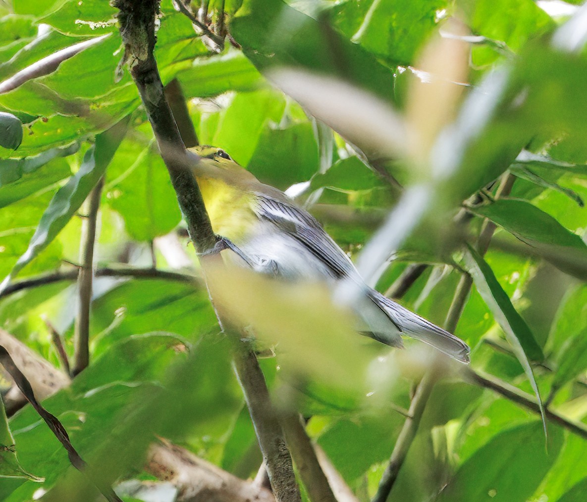 Yellow-throated Vireo - ML646079977