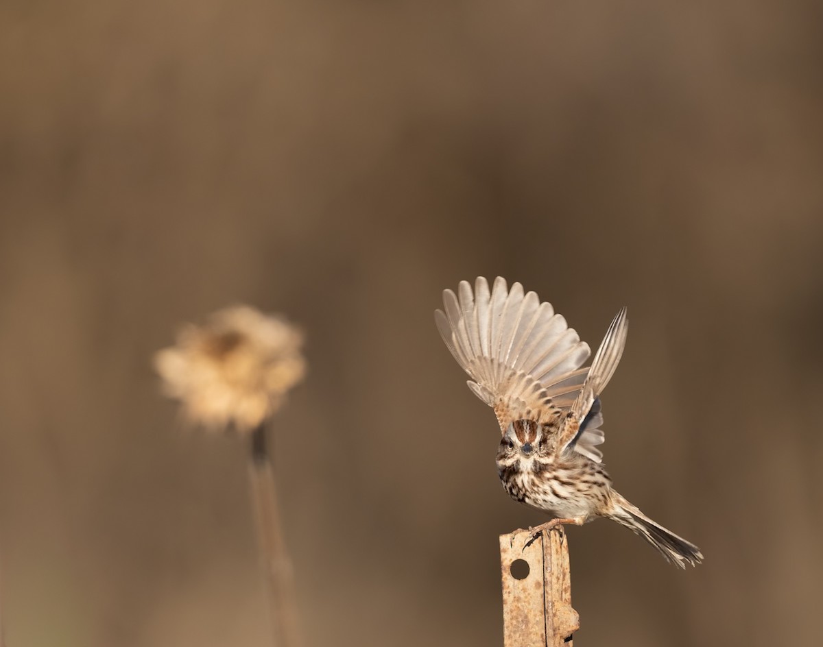 Song Sparrow - ML646079979
