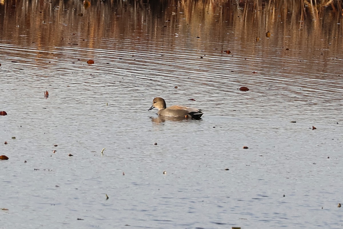 Серая утка - ML646079987