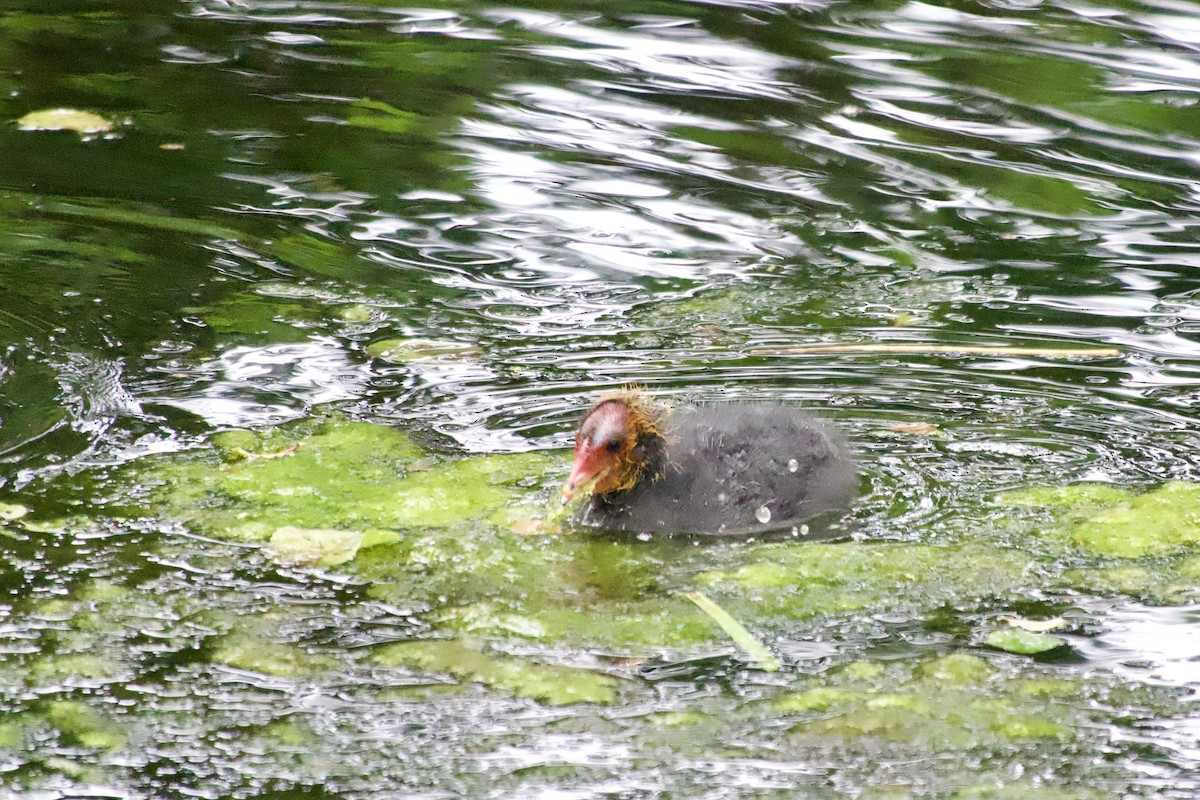 Eurasian Coot - ML646079989