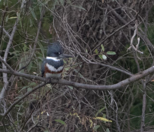 Belted Kingfisher - ML646079992