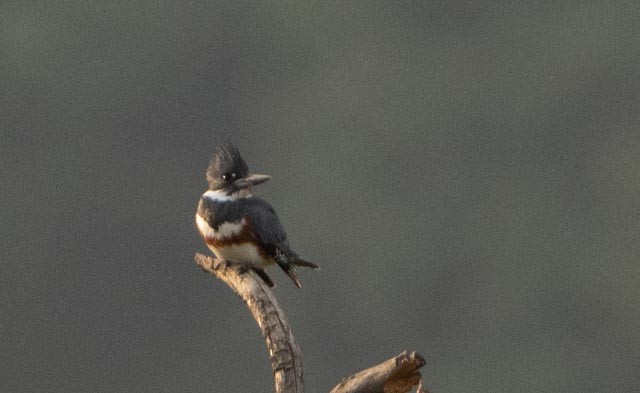 Belted Kingfisher - ML646079993