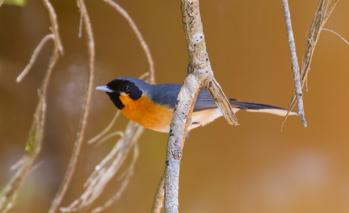Australian Spectacled Monarch - ML646079995
