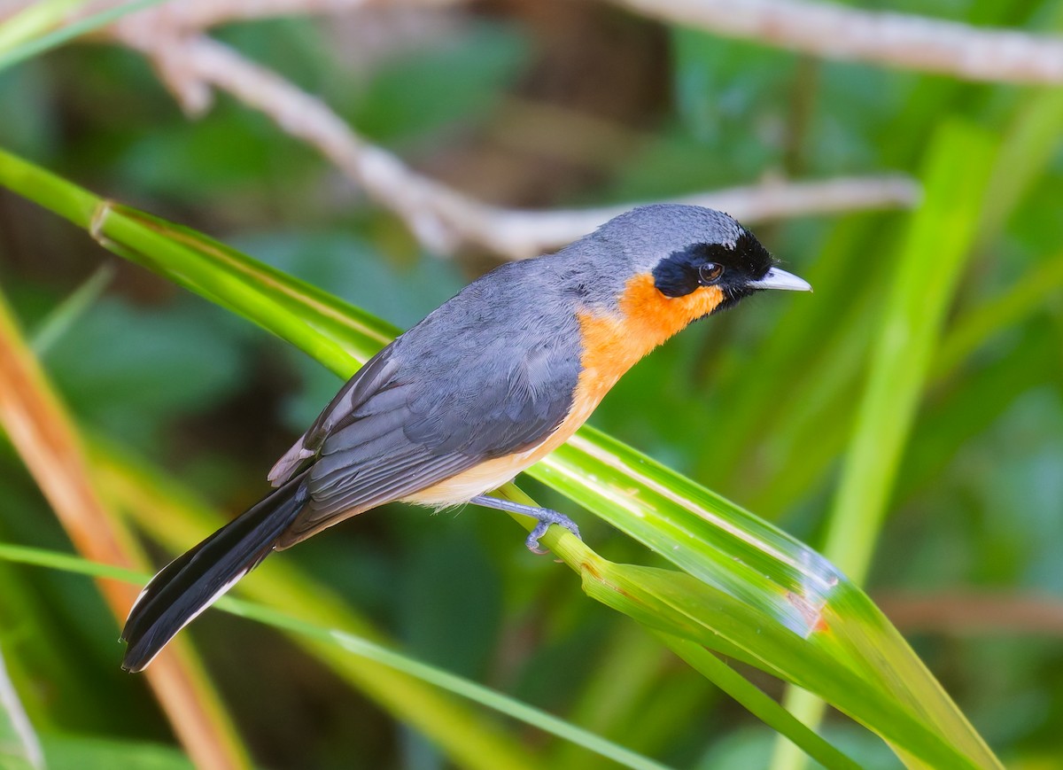 Australian Spectacled Monarch - ML646079996