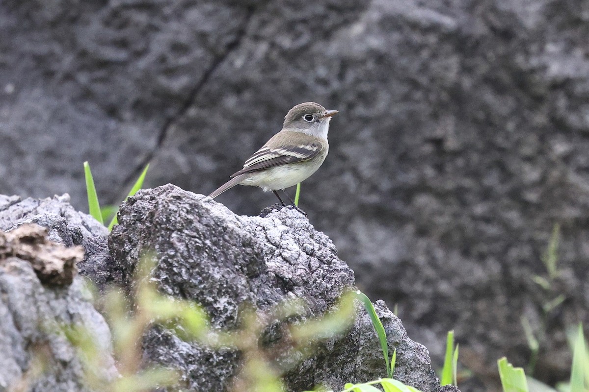 Least Flycatcher - ML646079998