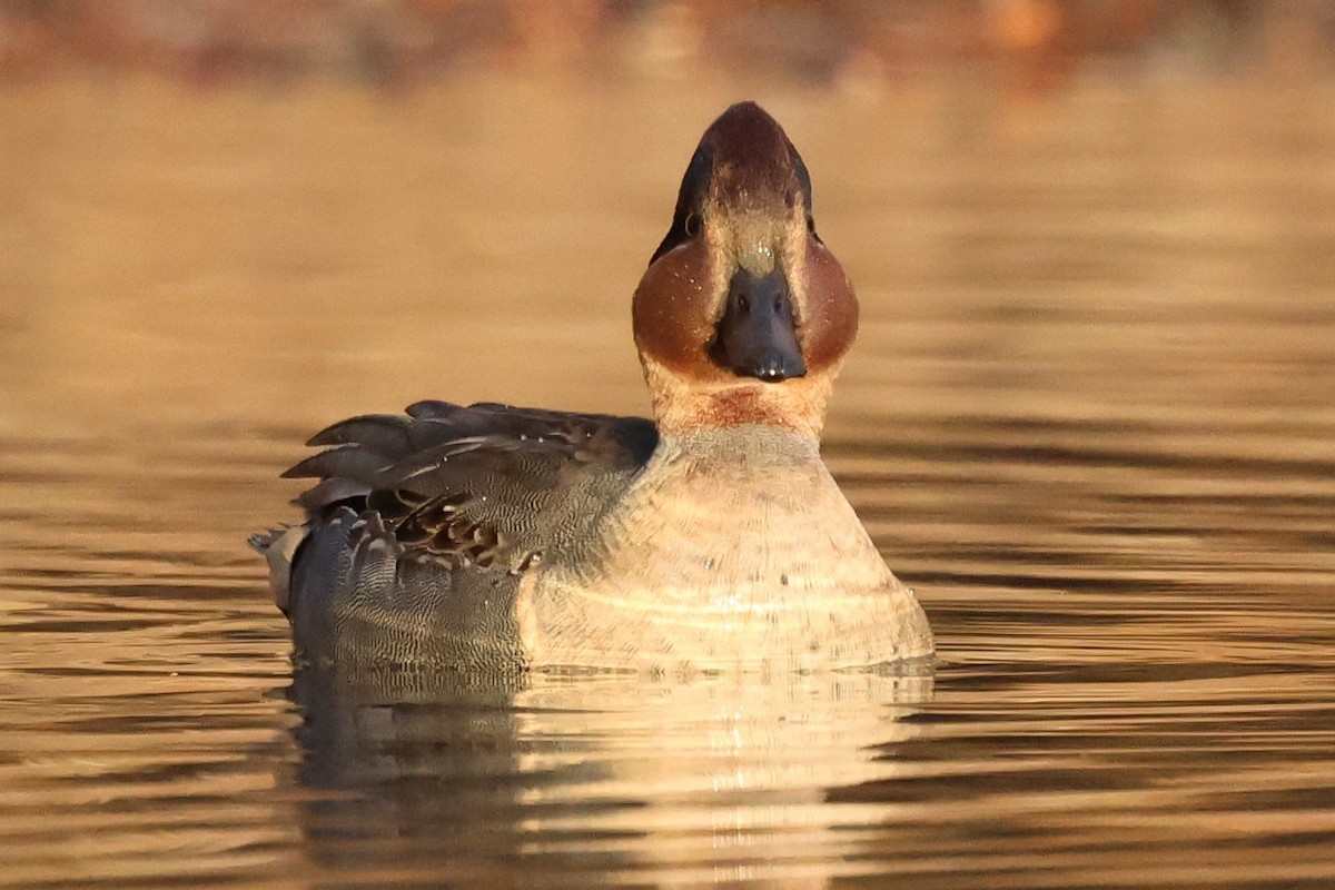 Чирянка мала - ML646080005