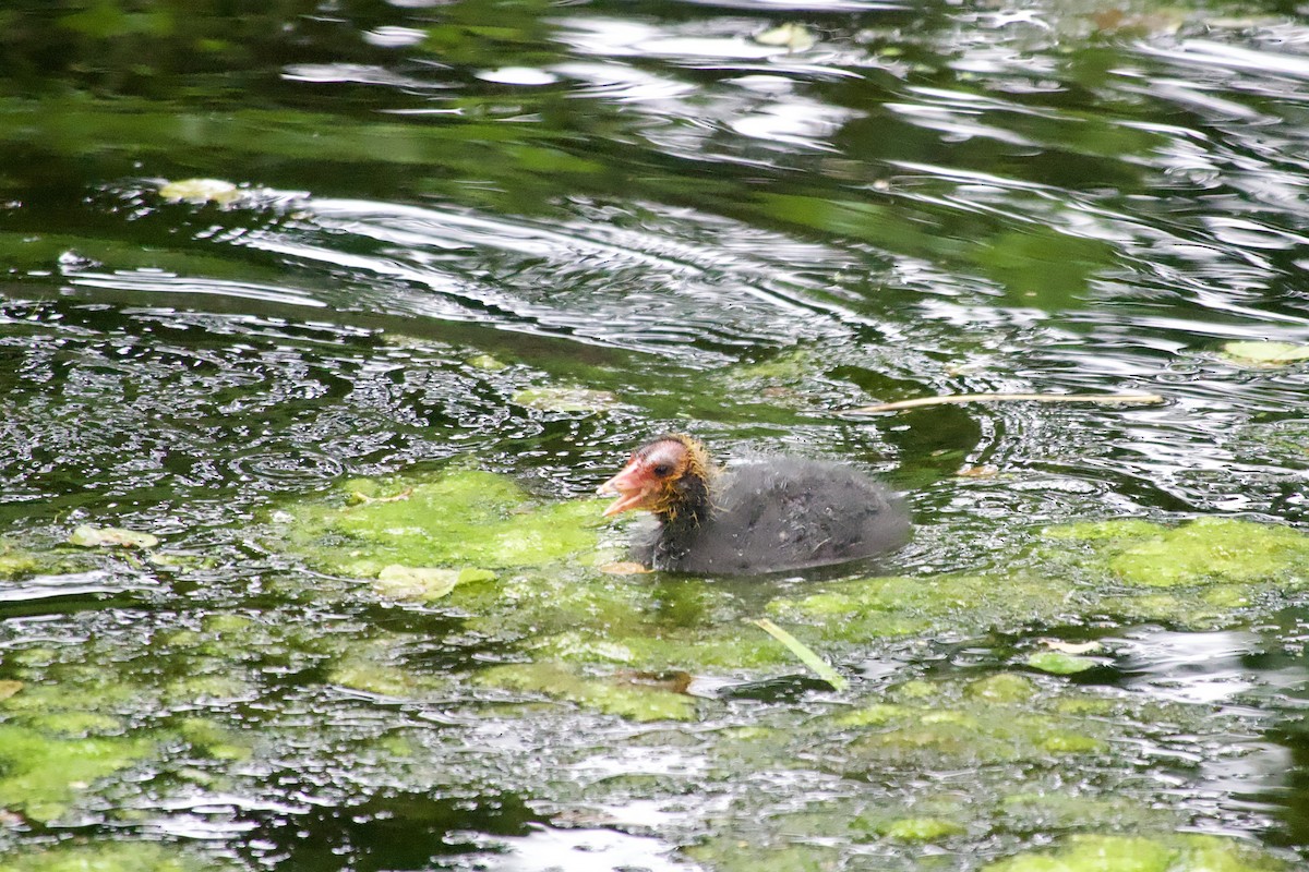 Eurasian Coot - ML646080006