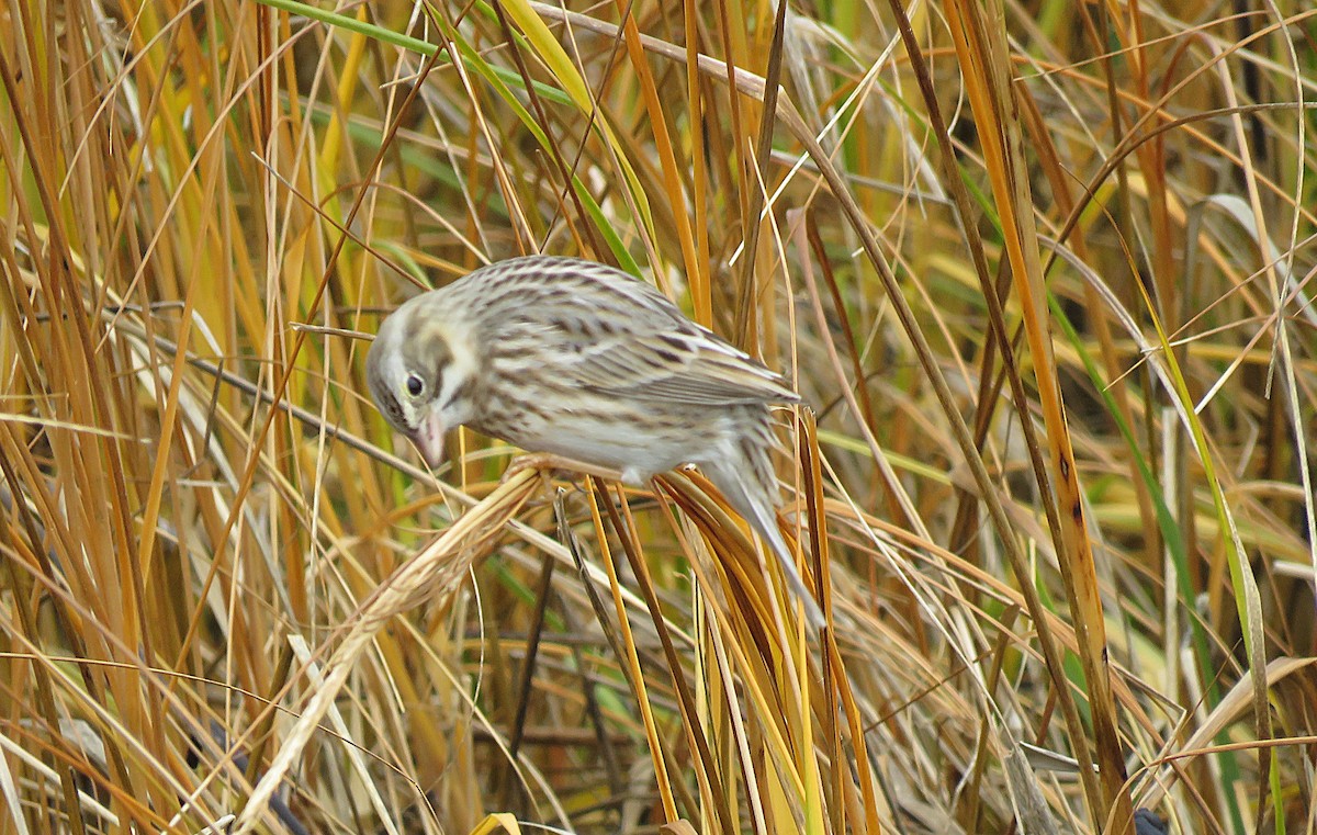 Саванная овсянка (princeps) - ML646080009