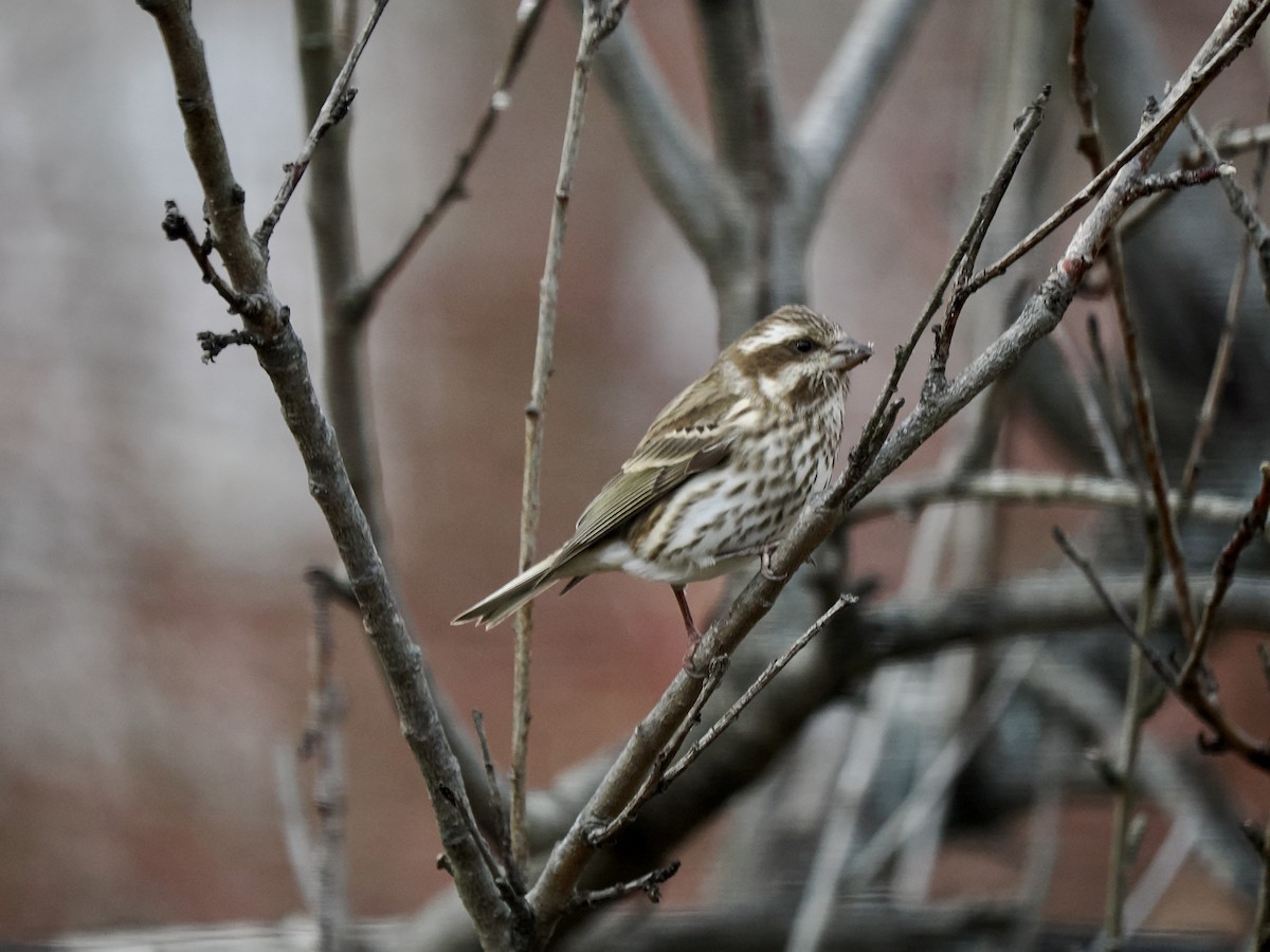 Camachuelo Purpúreo - ML646080010