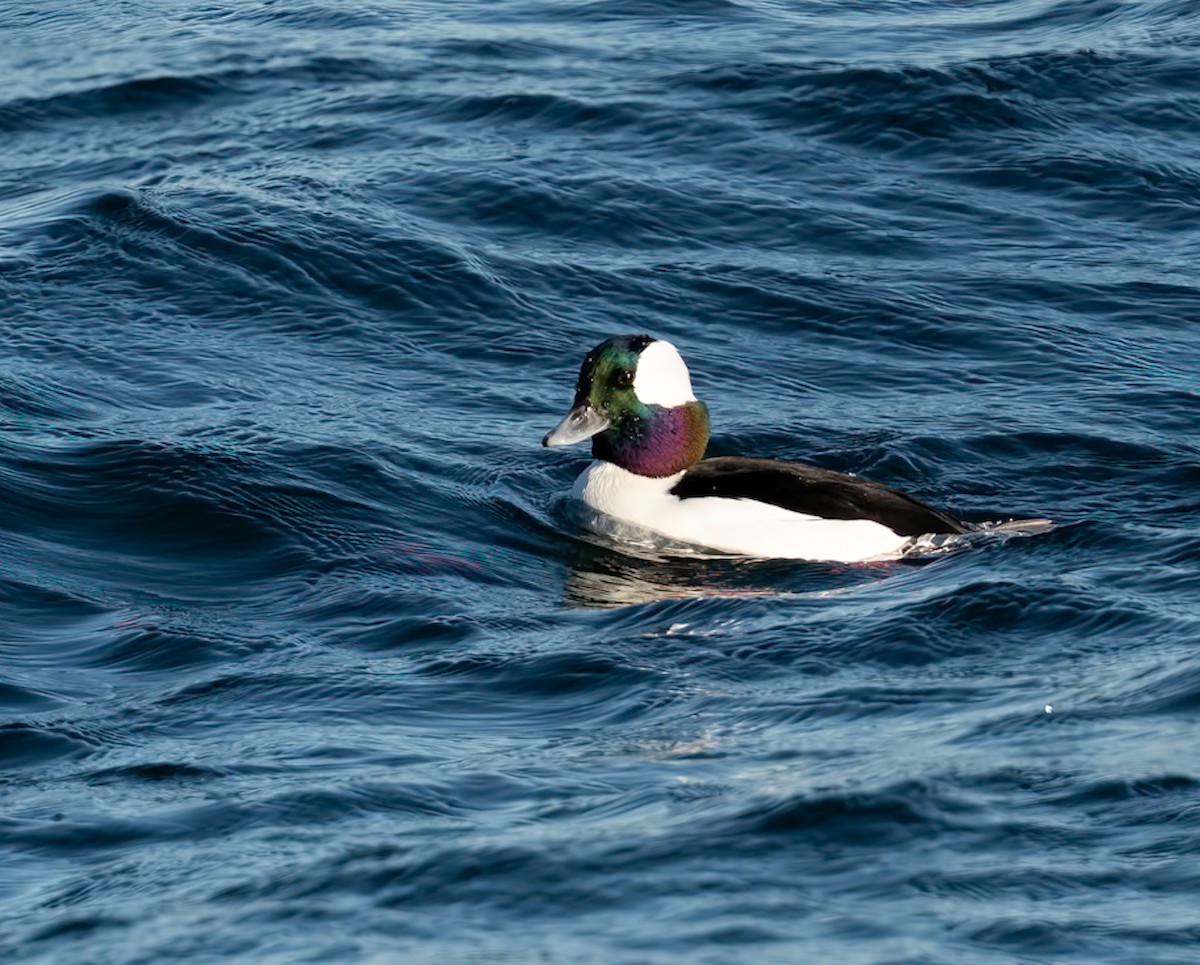 Bufflehead - ML646080018
