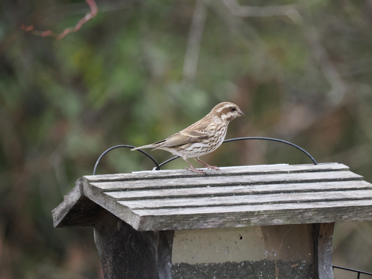 Camachuelo Purpúreo - ML646080019