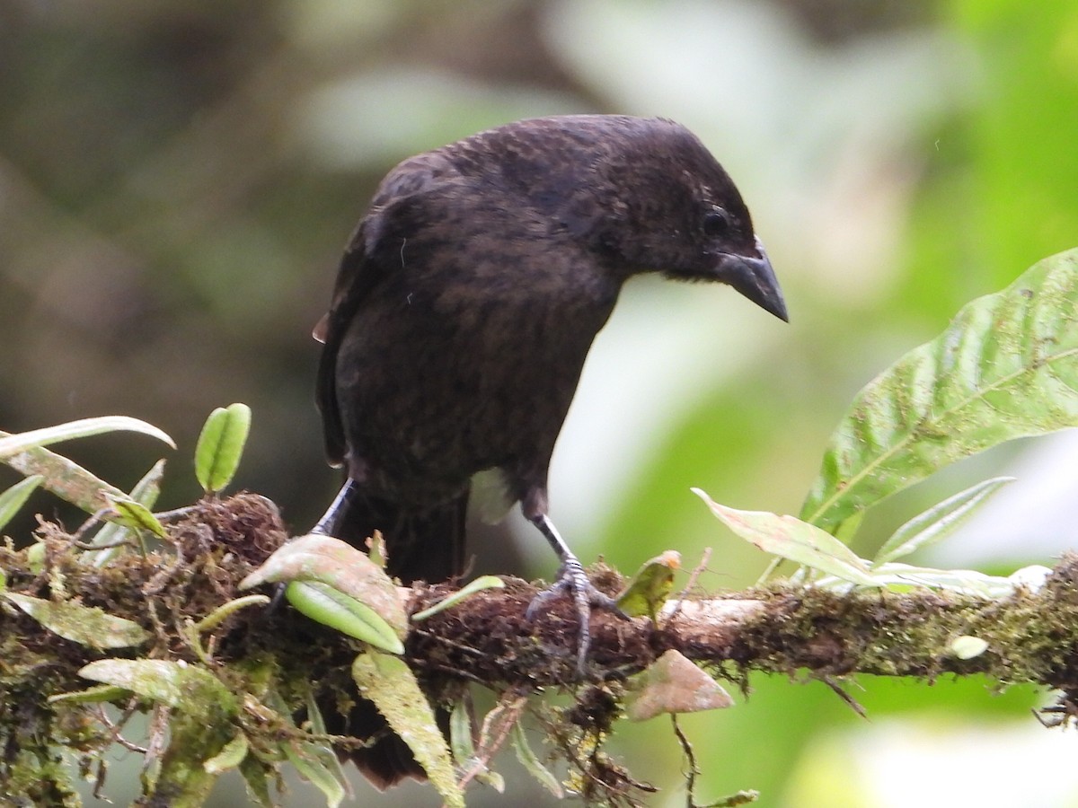 Shiny Cowbird - ML646080025