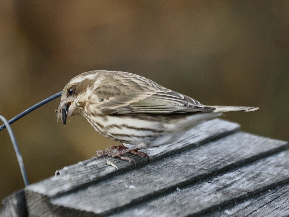 Camachuelo Purpúreo - ML646080026