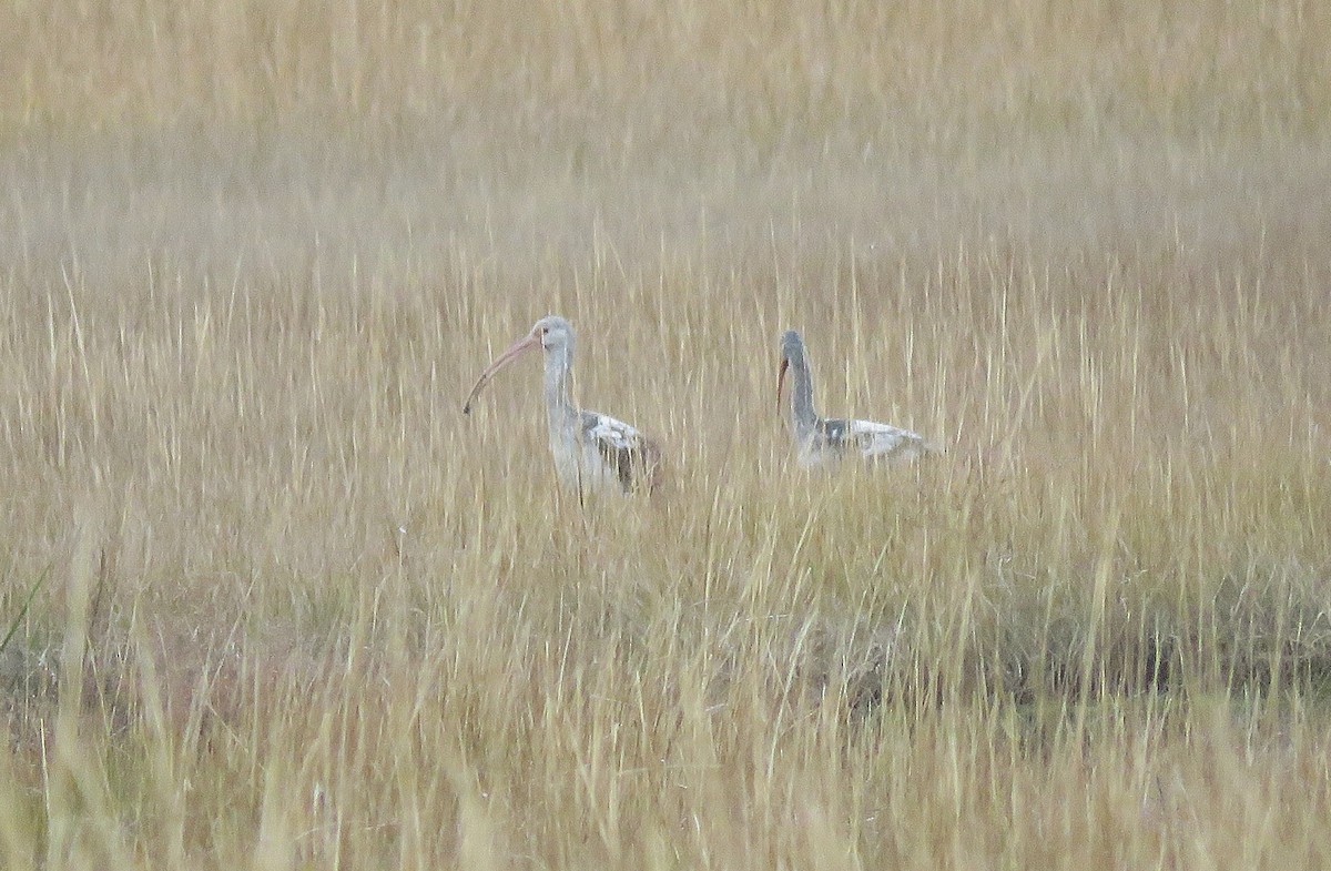 ibis bílý - ML646080031