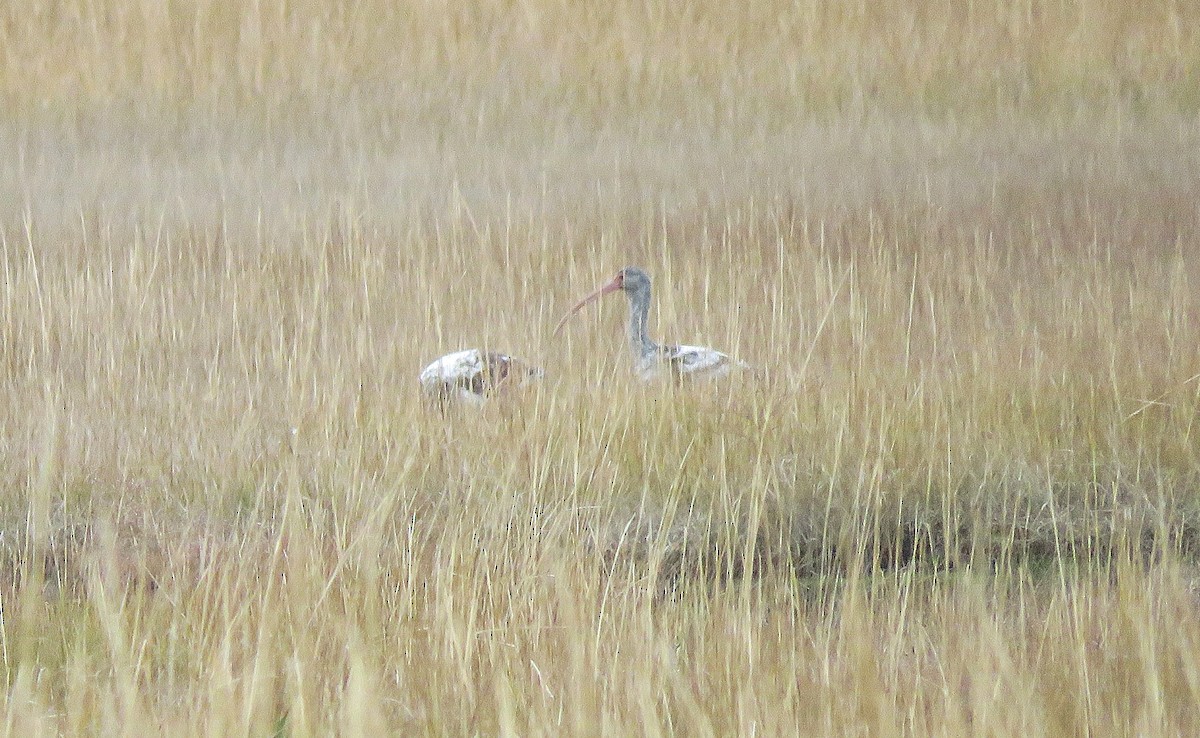 ibis bílý - ML646080032