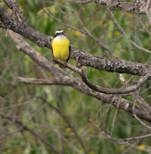 Great Kiskadee - ML646080034
