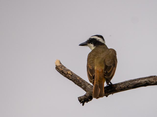 Great Kiskadee - ML646080035