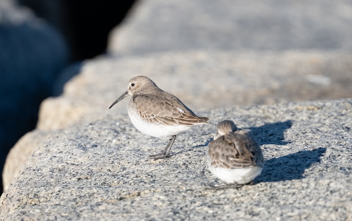 Dunlin - ML646080036