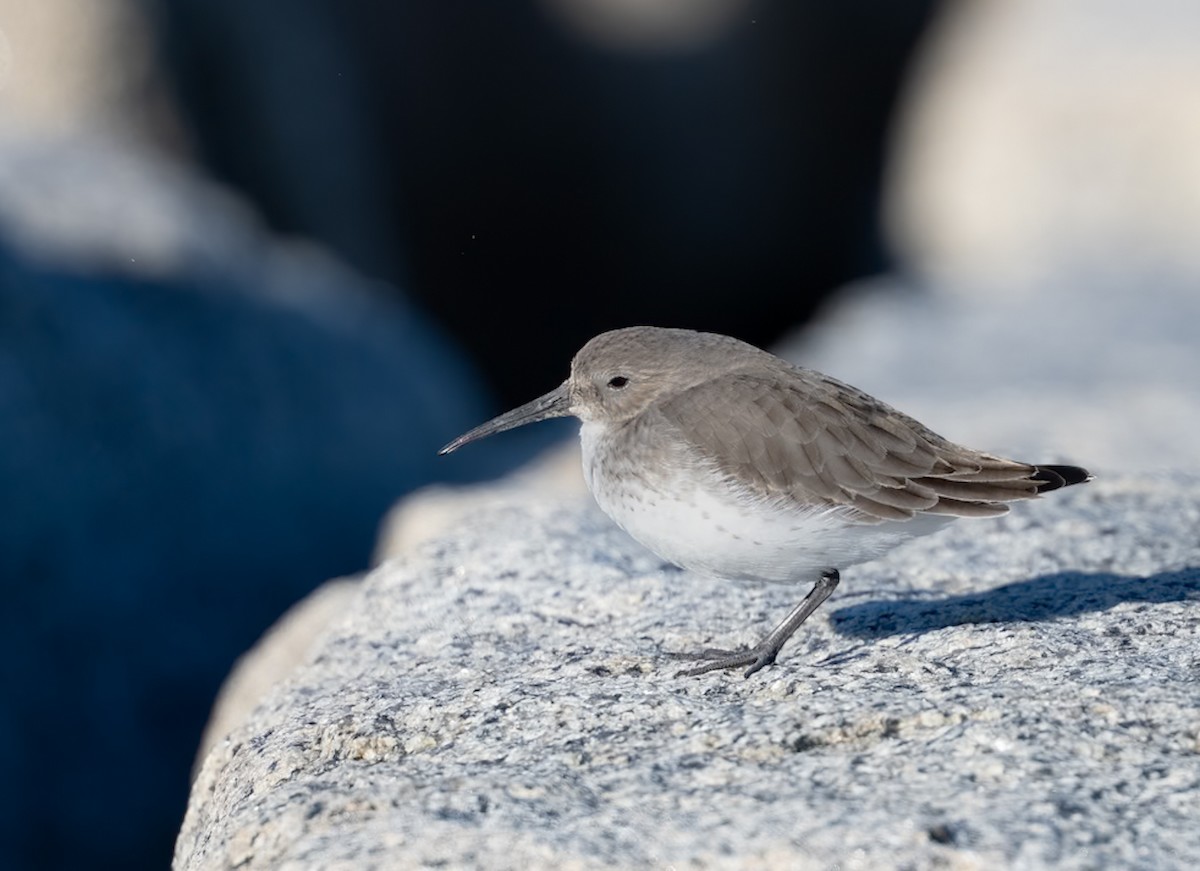 Dunlin - ML646080037