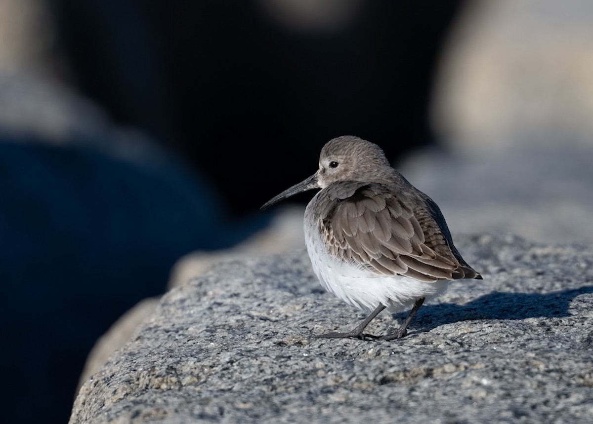 Dunlin - ML646080038