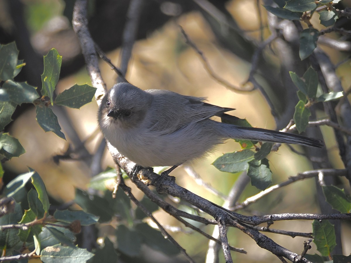 Buschschwanzmeise - ML646080039