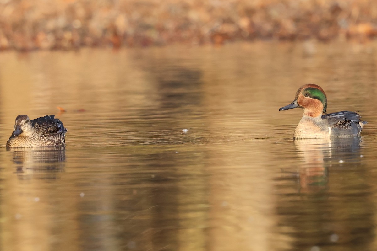 Чирянка мала - ML646080040