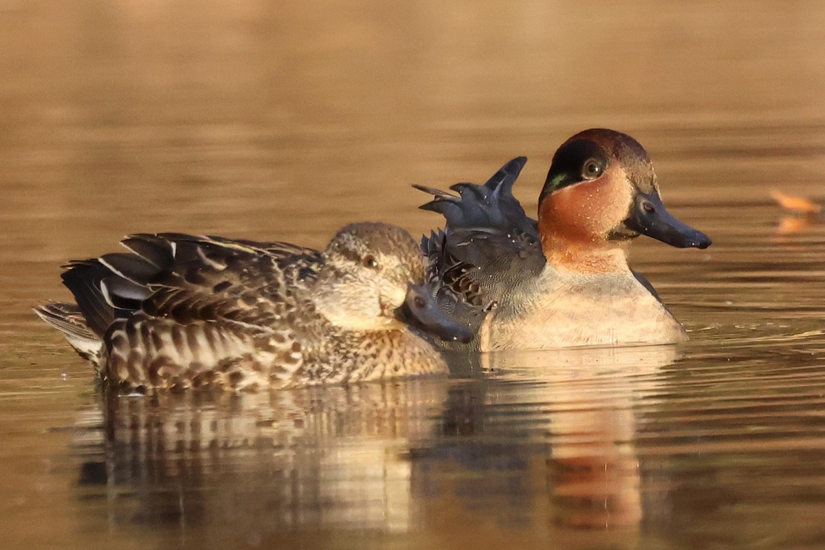 Чирянка мала - ML646080044