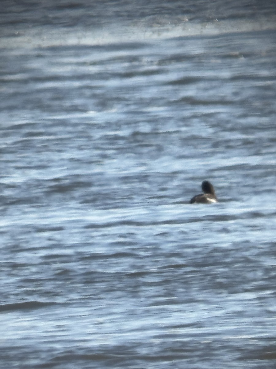 Macreuse à ailes blanches - ML646080048